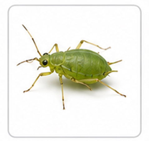 aphid