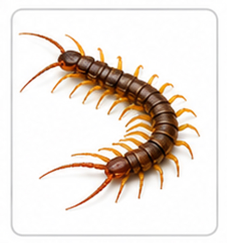 centipede