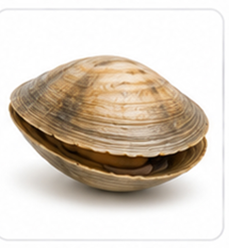 clam