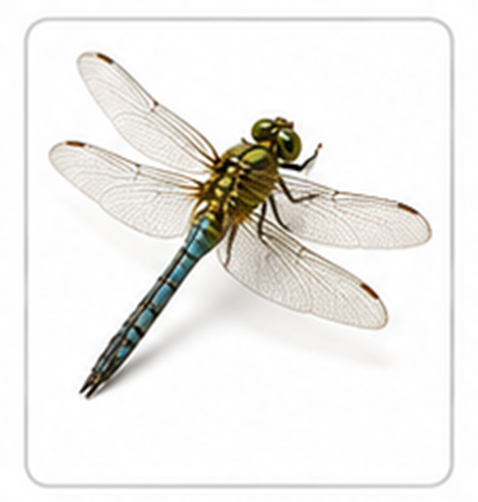 dragonfly