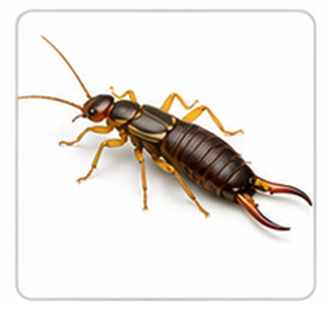 earwig