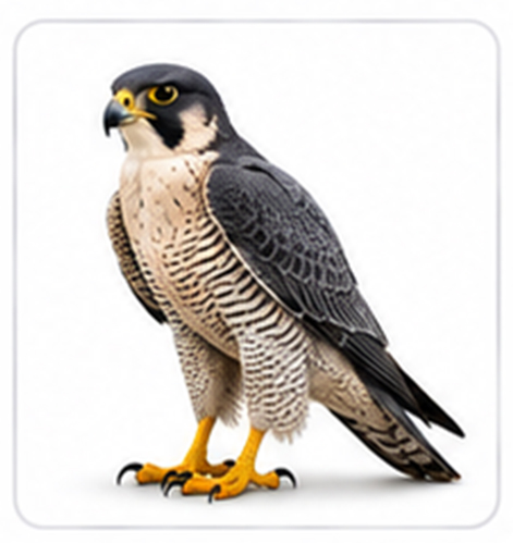 falcon
