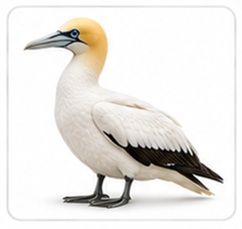 gannet