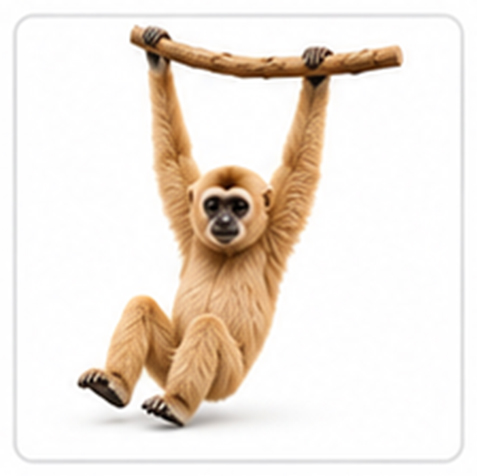 gibbon