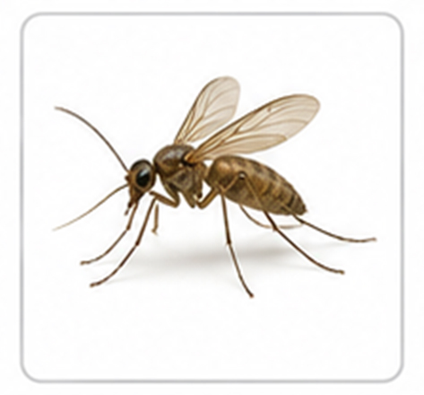 gnat