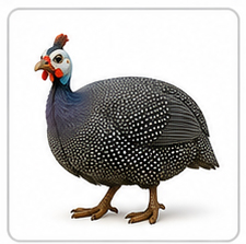 guinea fowl