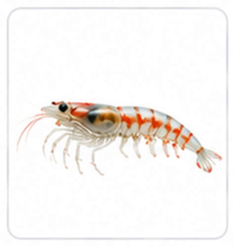 krill