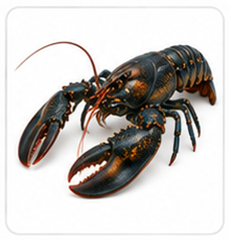 lobster