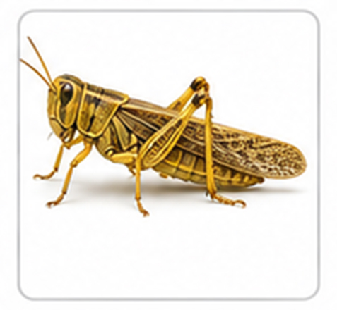 locust