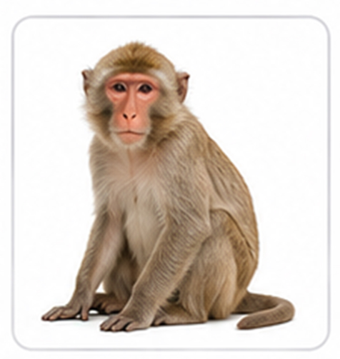 macaque