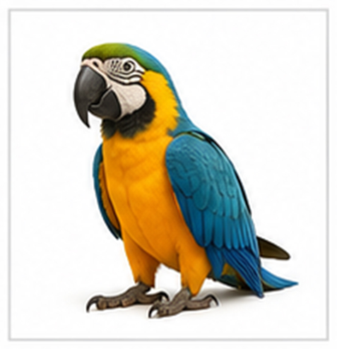 macaw