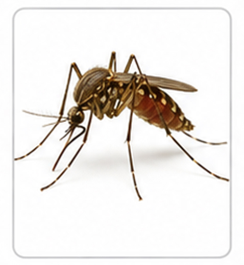 mosquito