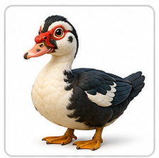 muscovy duck