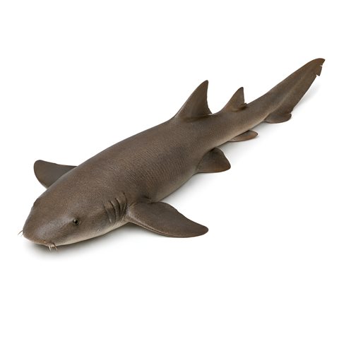 nurse shark