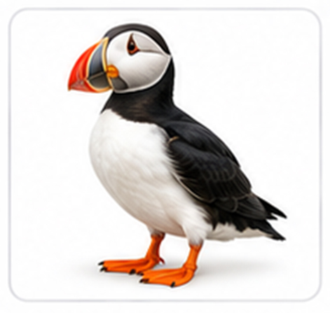 puffin