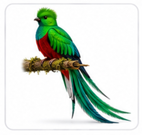 quetzal