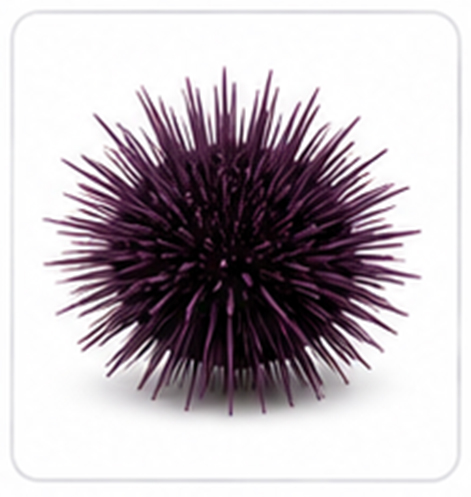 sea urchin