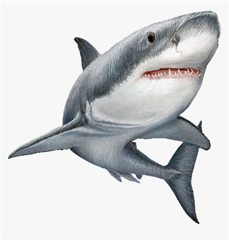 shark