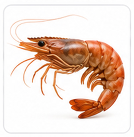 shrimp