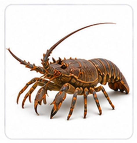 spiny lobster