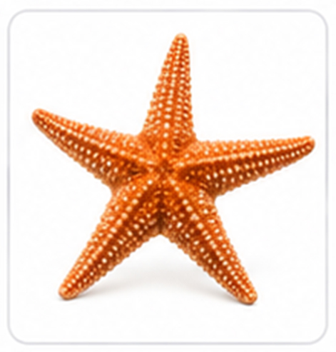 starfish