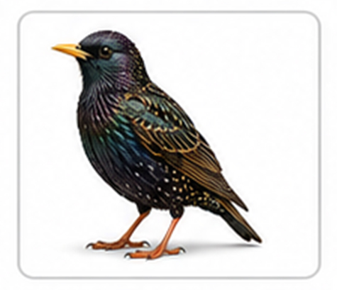starling