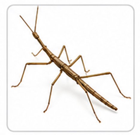 stick insect