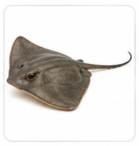 stingray