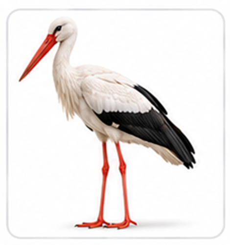 stork