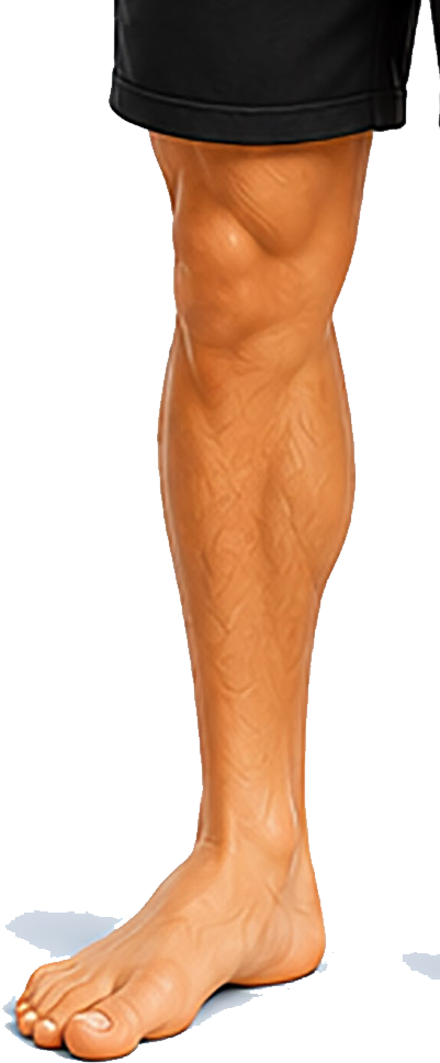 leg