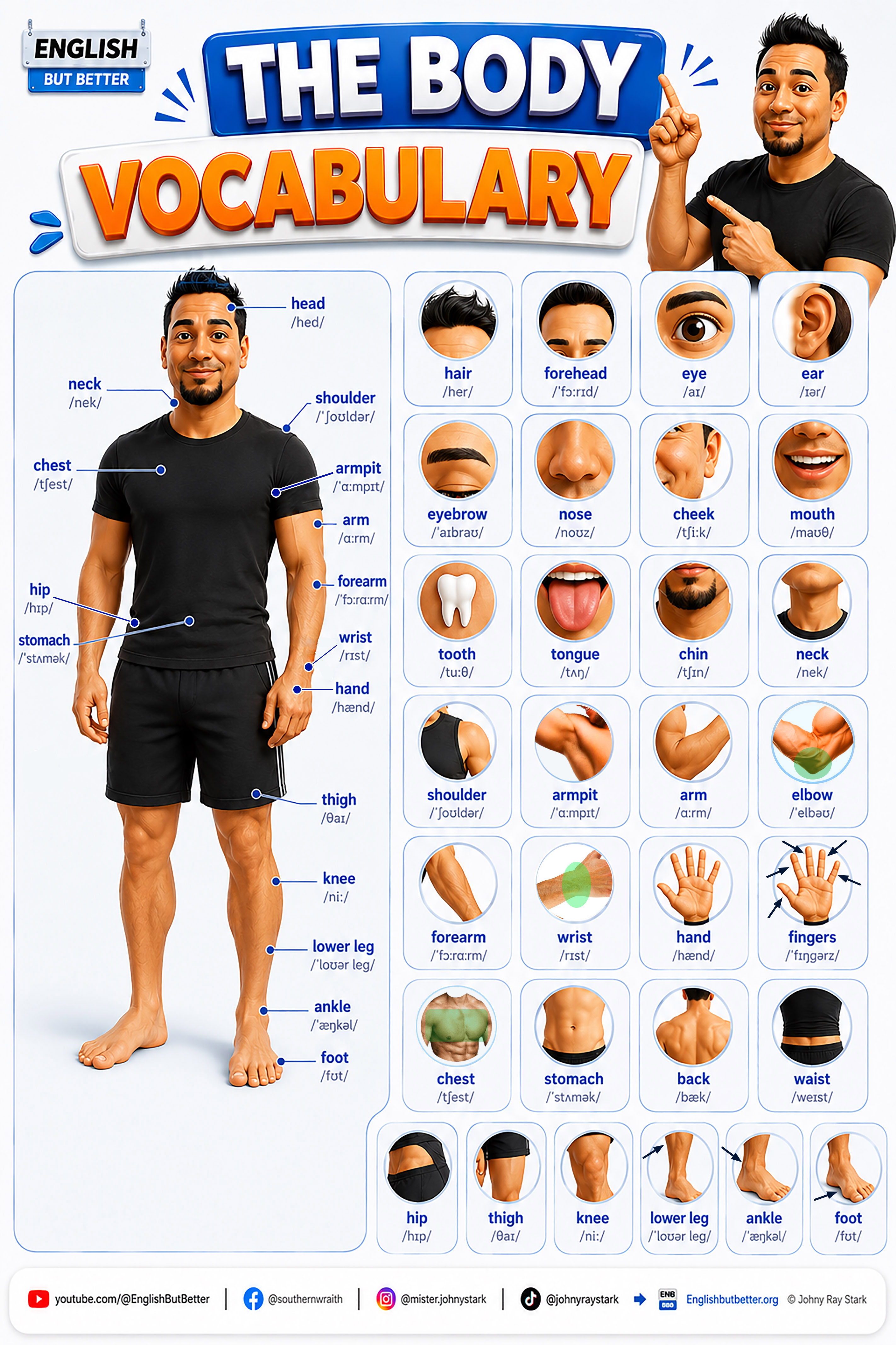 The Body Vocabulary infographic: a labeled diagram of a person with head, neck, chest, arm, hand, hip, leg, and foot, plus close-up photos for hair, forehead, eye, ear, eyebrow, nose, cheek, mouth, tooth, tongue, chin, shoulder, armpit, arm, elbow, forearm, wrist, hand, fingers, chest, stomach, back, waist, hip, thigh, knee, lower leg, ankle, and foot